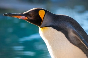 LINUX